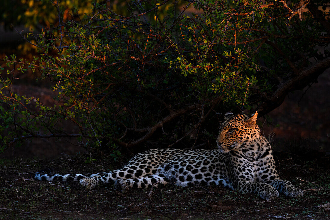 Leopard (Panthera pardus), Mashatu Wildreservat, Botswana, Afrika