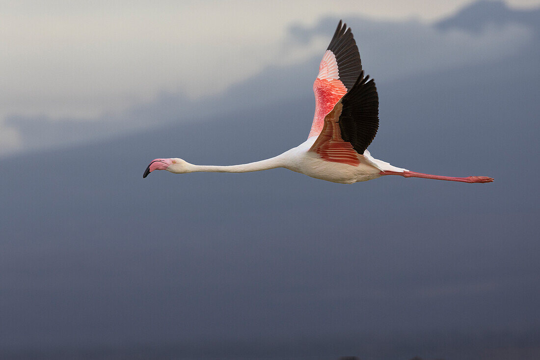 Großer Flamingo (Phoeniconaias roseus) im Flug, Amboseli National Park, Kenia, Ostafrika, Afrika