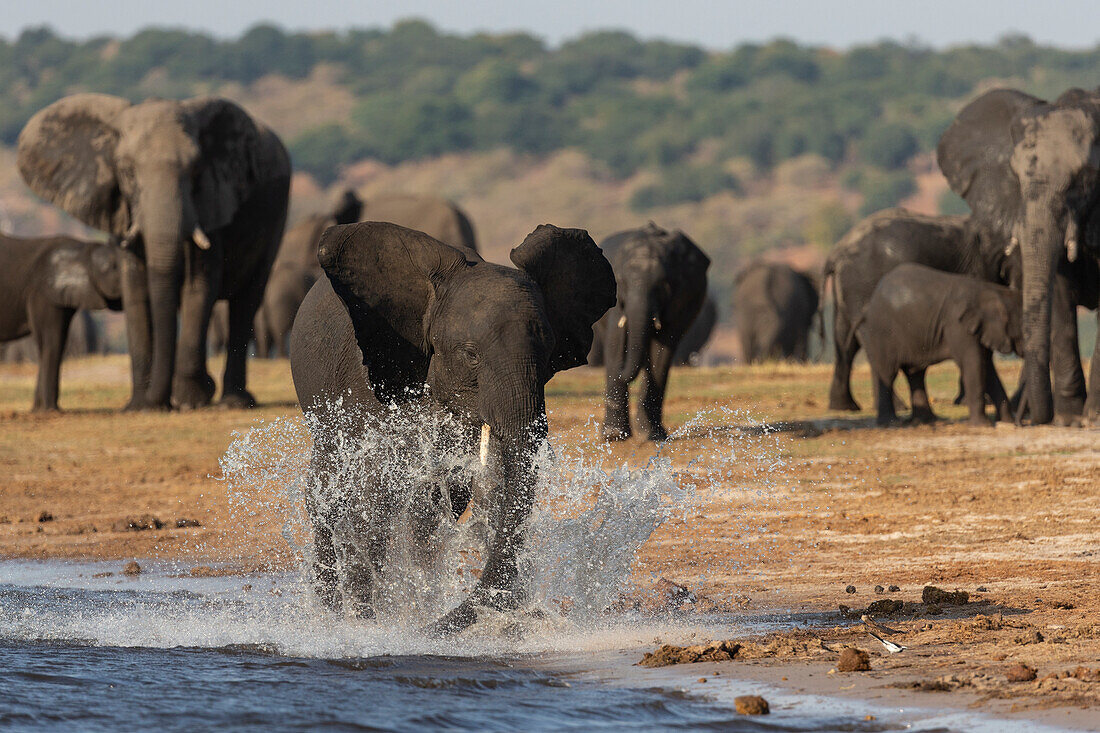 African elephants (Loxodonta africana), Chobe National Park, Botswana, Africa