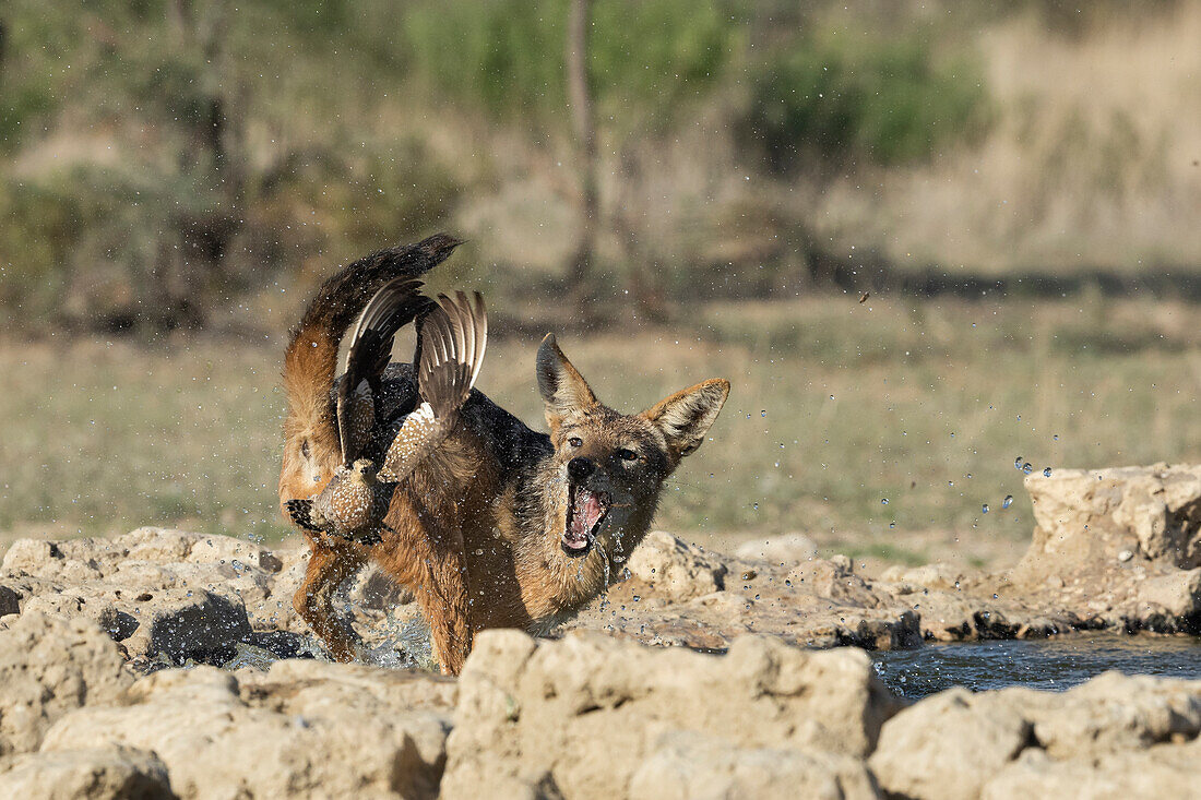 Black-backed jackal (Lupulella mesomelas) hunting Burchell's sandgrouse prey (Pterocles burchelli), Kgalagadi Transfrontier Park, Northern Cape, South Africa, Africa