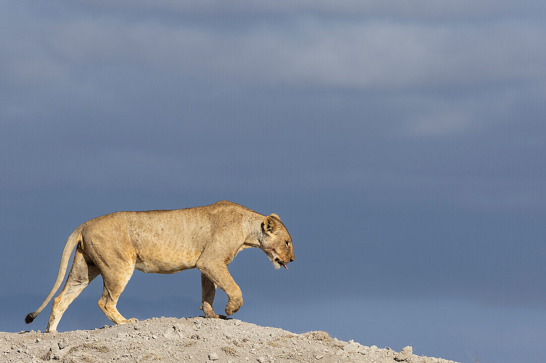 Löwin (Panthera leo), Amboseli National Park, Kenia, Ostafrika