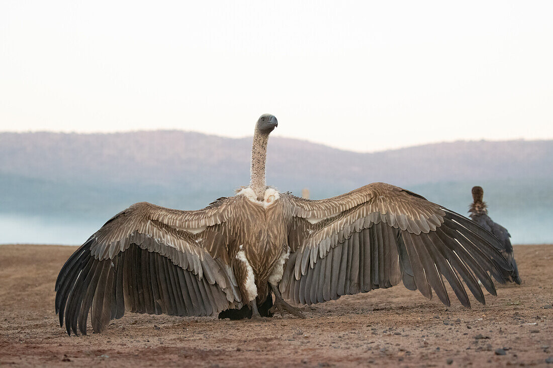 Weißrückengeier (Gyps africanus), Zimanga Wildschutzgebiet, KwaZulu-Natal, Südafrika, Afrika