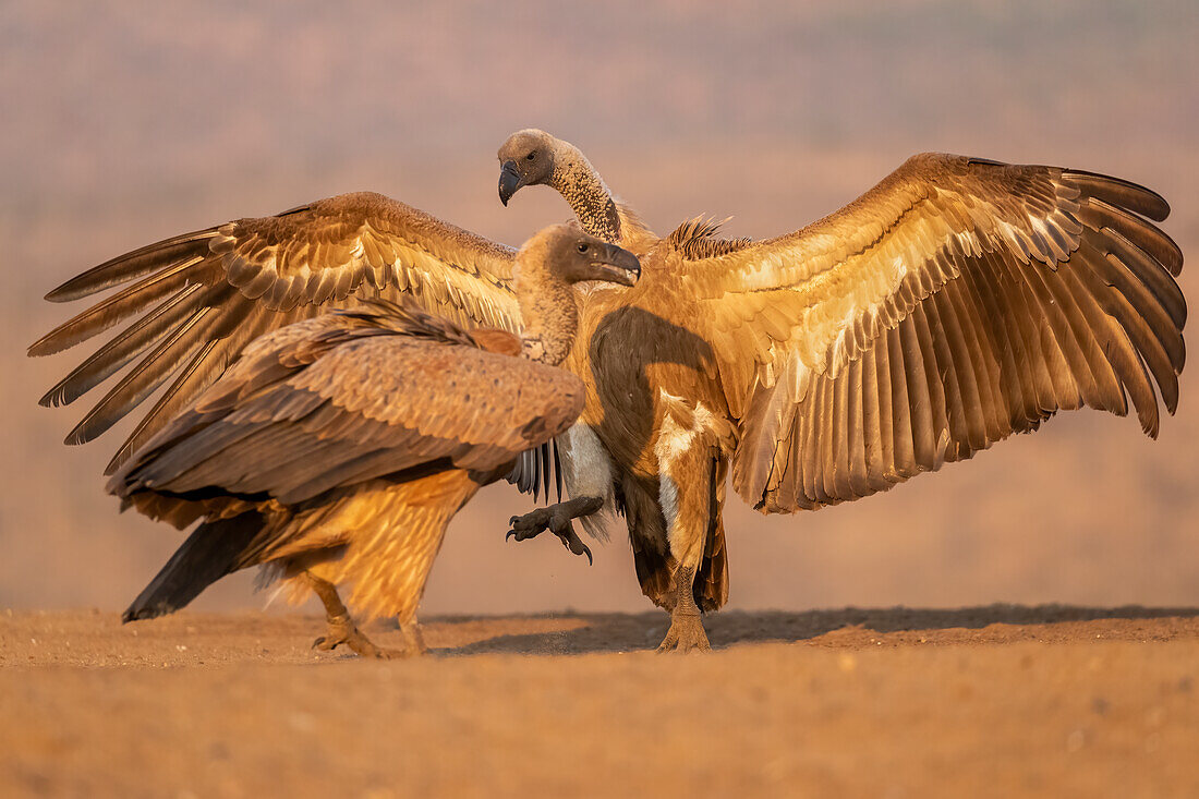 Whitebacked vultures (Gyps africanus) squabbling, Zimanga Game Reserve, KwaZulu-Natal, South Africa, Africa