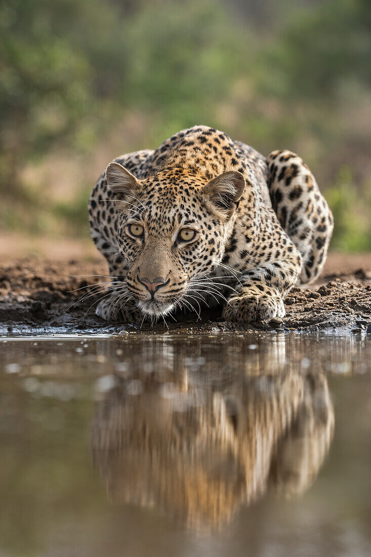 Leopard (Panthera pardus) drinking, Zimanga private game reserve, KwaZulu-Natal, South Africa, Africa