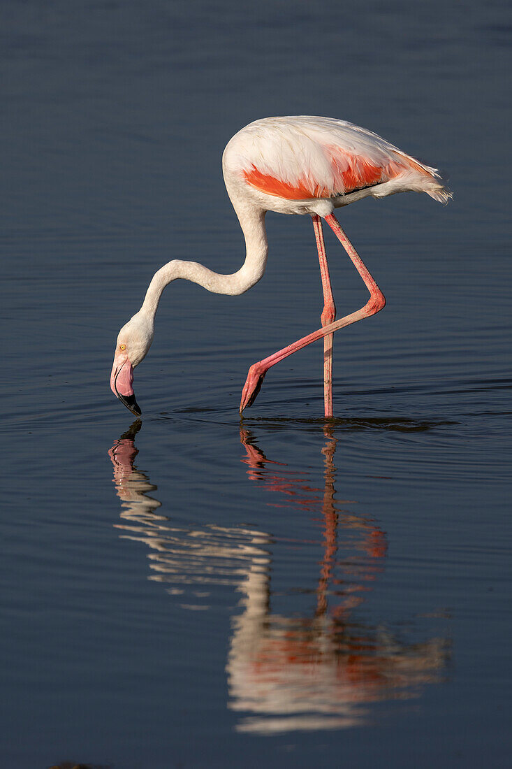 Großer Flamingo (Phoeniconaias roseus), Amboseli National Park, Kenia, Ostafrika, Afrika