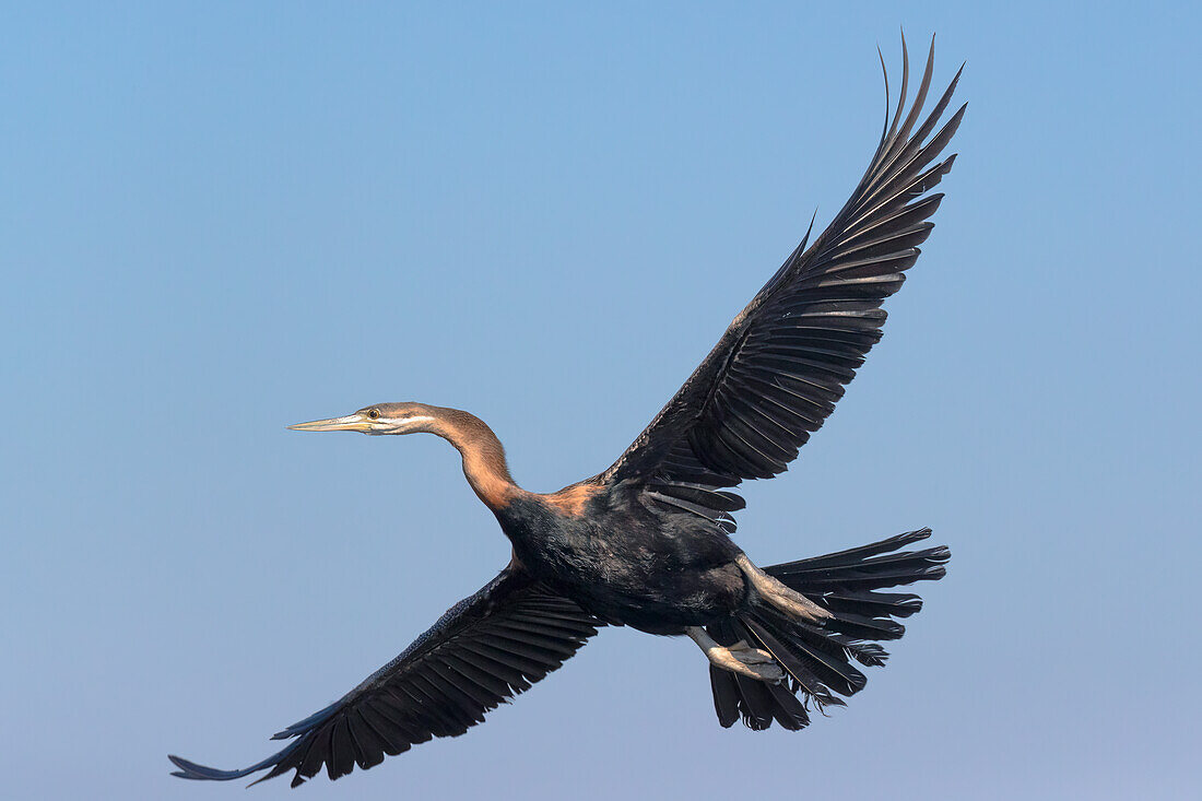 African darter (Anhinga rufa), Chobe National Park, Botswana, Africa