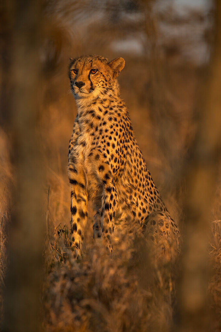 Gepard (Acinonyx jubatus). Zimanga privates Wildreservat, KwaZulu-Natal, Südafrika, Afrika