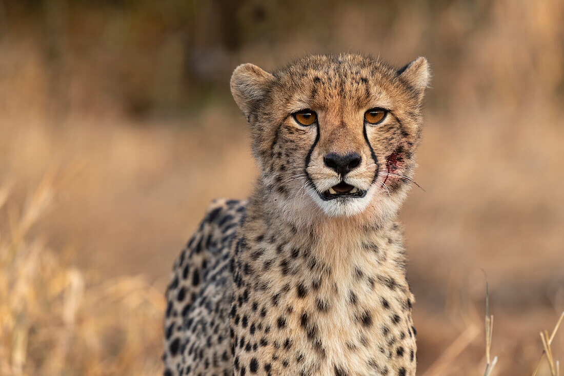 Cheetah cub (Acinonyx jubatus). Zimanga private game reserve, KwaZulu-Natal, South Africa, Africa