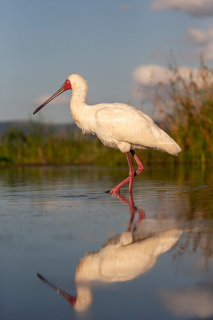 African spoonbill (Platalea alba), Zimanga Game Reserve, KwaZulu-Natal, South Africa, Africa