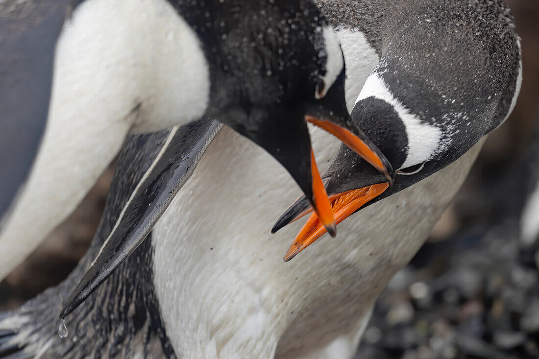 Zwei Eselspinguine kämpfen um ihr Revier auf der Antarktischen Halbinsel, Antarktis, Polargebiete