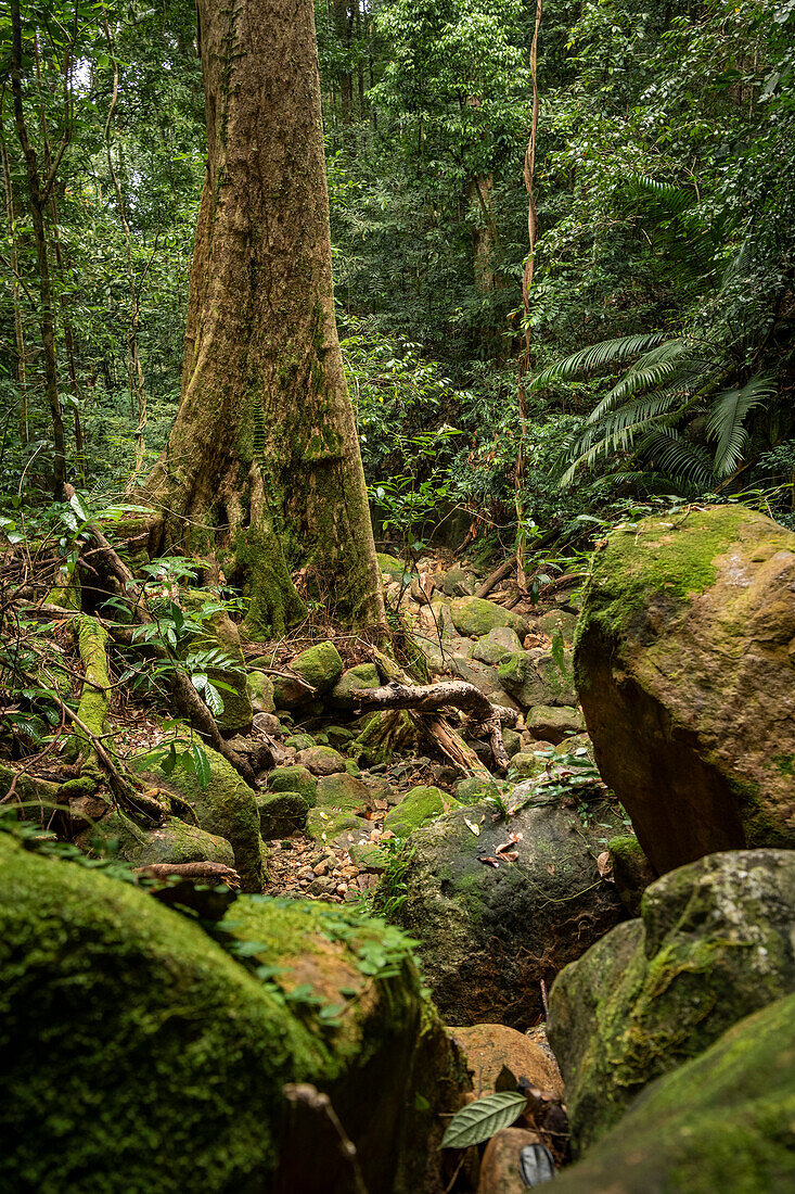 Regenwald, Santubong, Sarawak, Borneo, Malaysia, Südostasien, Asien
