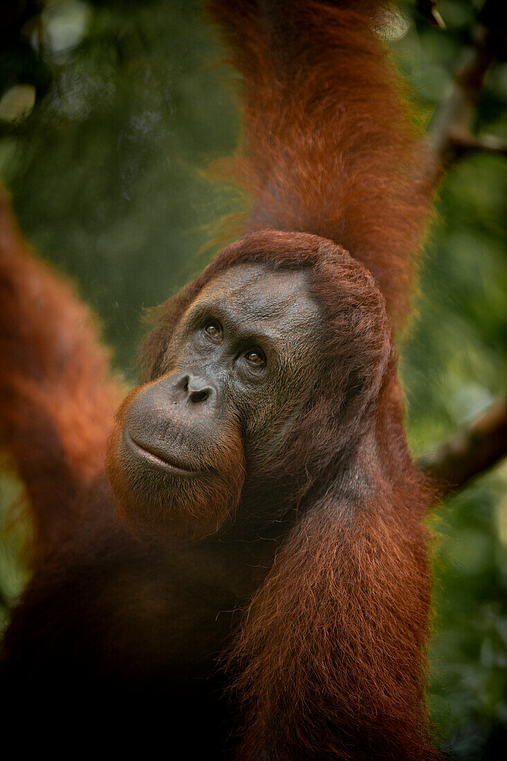 Orang-Utan im Semenggoh Wildlife Rehabilitation Center, Sarawak, Borneo, Malaysia, Südostasien, Asien