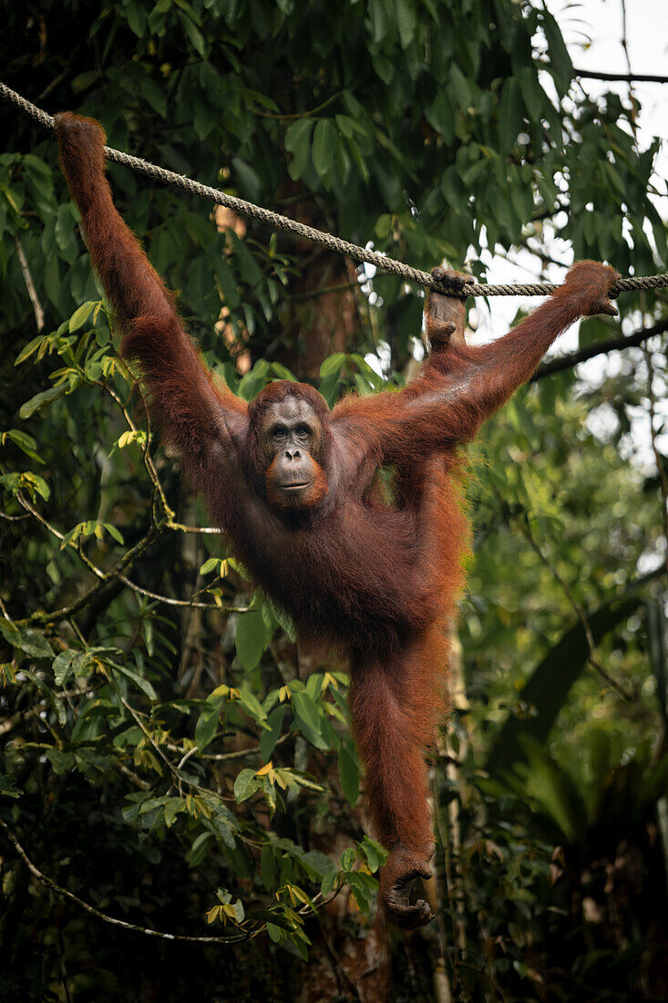 Orang-Utan im Semenggoh Wildlife Rehabilitation Center, Sarawak, Borneo, Malaysia, Südostasien, Asien