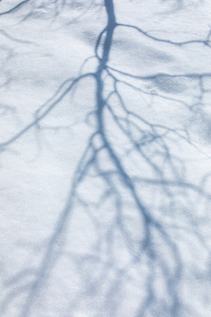 Schatten eines kahlen Baumes auf Schnee im Winter