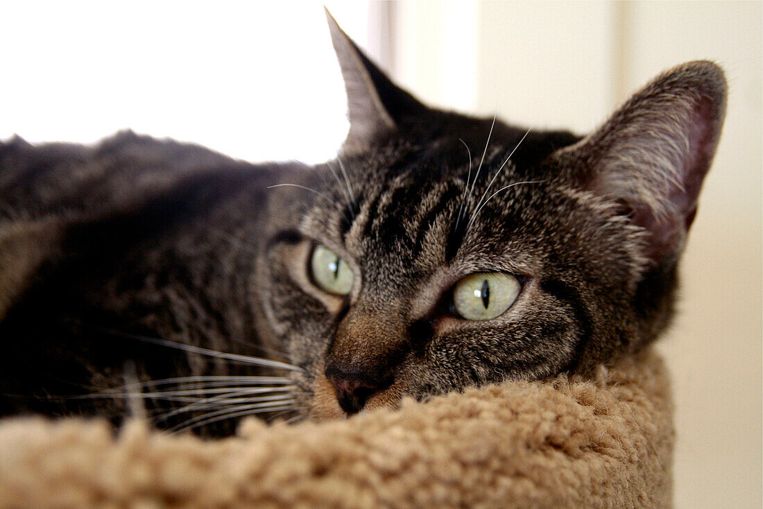 Domestic cat relaxing in pet bed