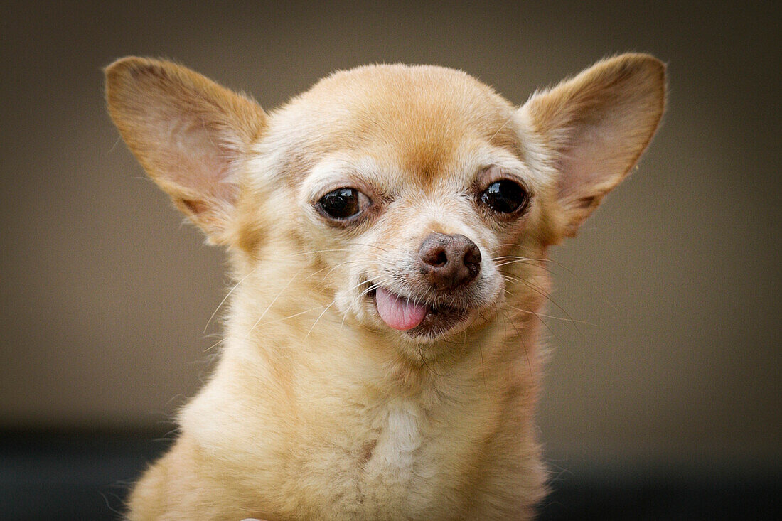 Portrait eines Chihuahua-Hundes, der die Zunge herausstreckt