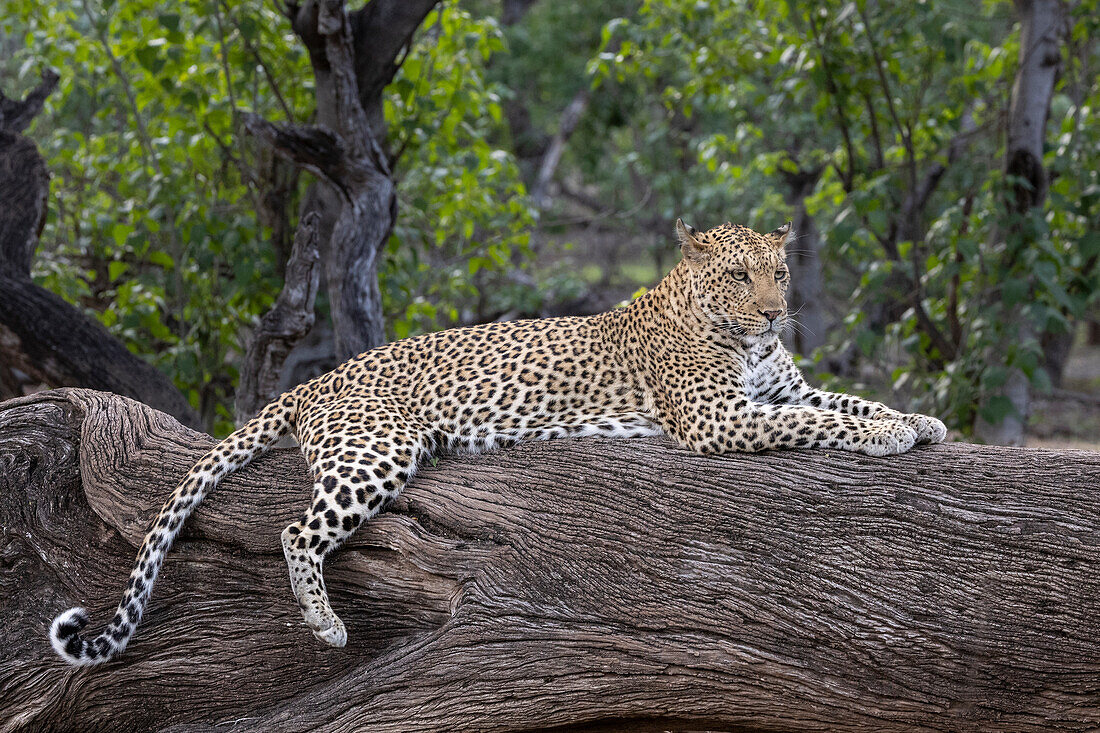Leopard (Panthera pardus), Mashatu Game Reserve, Botswana, Africa