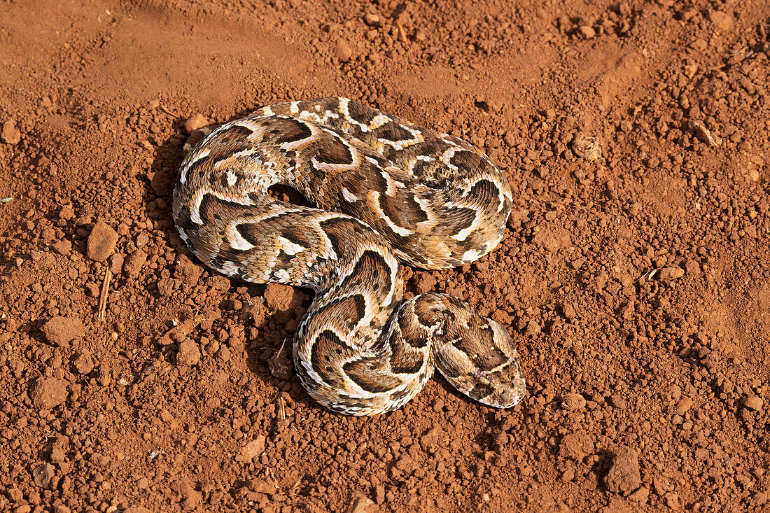 Puffotter (Bitis arietans), Zimanga Game Reserve, KwaZulu-Natal, Südafrika, Afrika