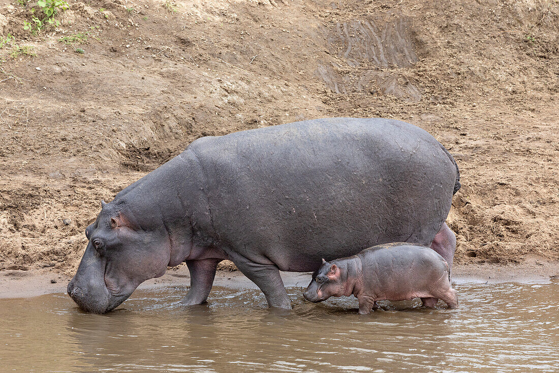 Flusspferd (Hippopotamus amphibius) mit Kalb, Mara River, Masai Mara, Kenia, Ostafrika, Afrika