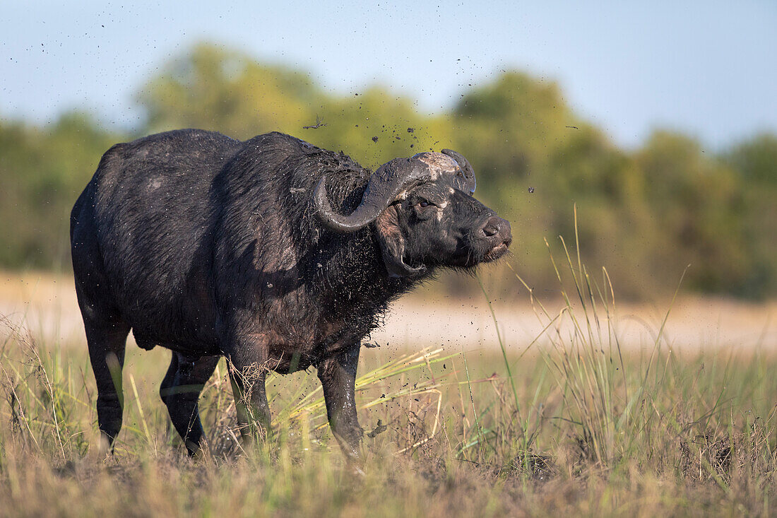 Cape buffalo (Syncerus caffer), Chobe National Park, Botswana, Africa