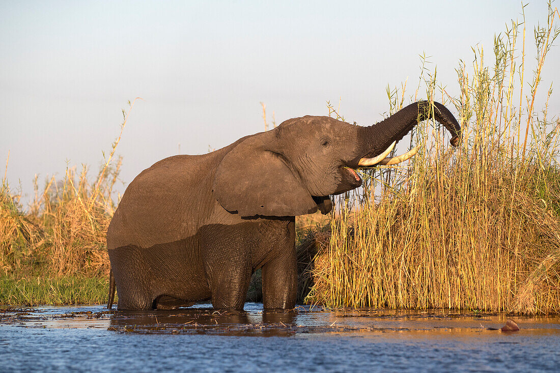 Afrikanischer Elefant (Loxodonta africana) bei der Fütterung, Chobe-Nationalpark, Botsuana, Afrika