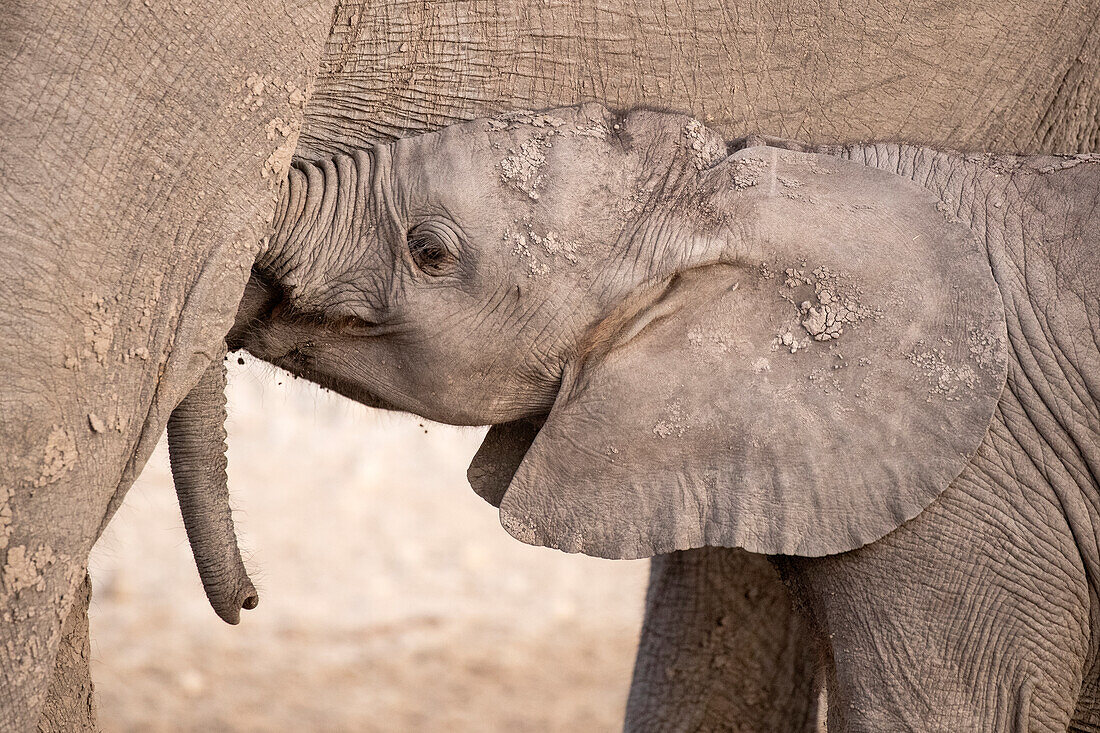 African elephant (Loxodonta africana) calf suckling, Chobe National Park, Botswana, Africa