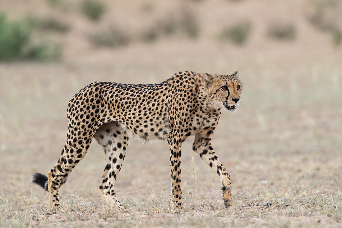 Gepard (Acinonyx jubatus), Kgalagadi Transfrontier Park, Nordkap, Südafrika, Afrika