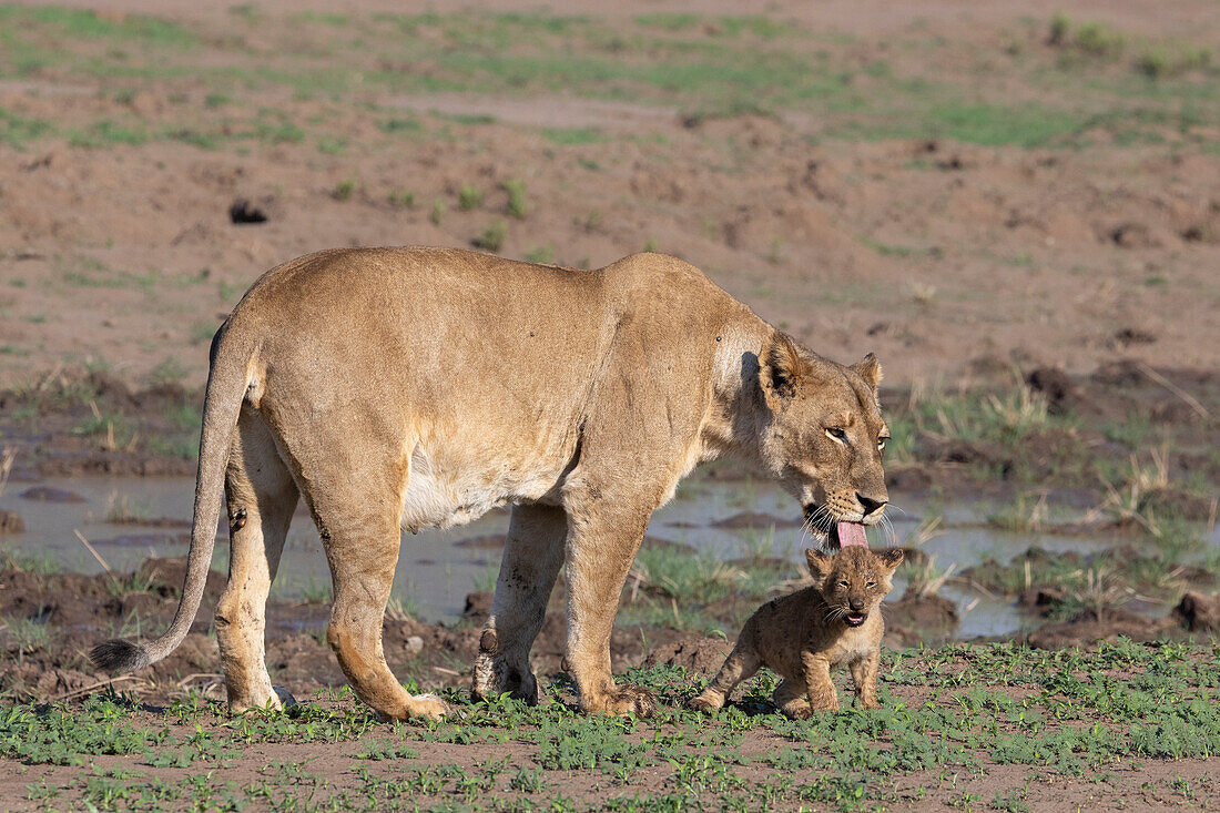 Löwin (Panthera leo) mit Jungtier, Mashatu Game Reserve, Botswana, Afrika
