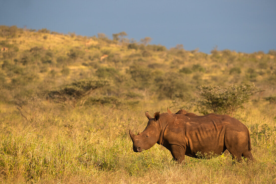 Breitmaulnashorn (Ceratotherium simum), Zimanga Game Reserve, KwaZulu-Natal, Südafrika, Afrika