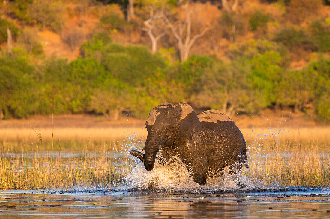 African elephant (Loxodonta africana), Chobe National Park, Botswana, Africa