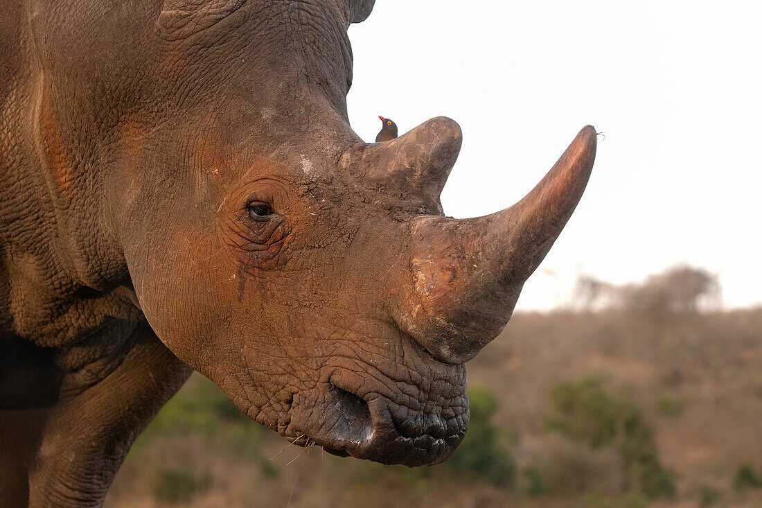 Breitmaulnashorn (Ceratotherium simum), Zimanga Wildreservat, KwaZulu-Natal, Südafrika