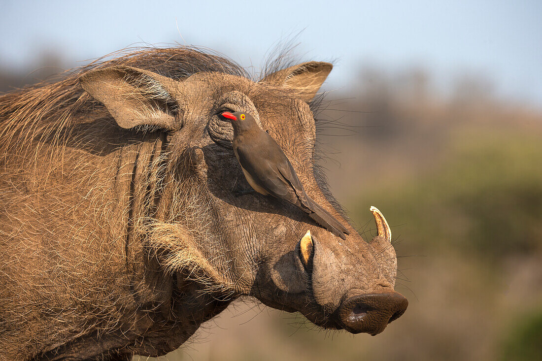 Rotschnabel-Madenhacker (Buphagus erythrorynchus) auf Warzenschwein (Phacochoerus africanus), Zimanga Wildreservat, Südafrika, Afrika