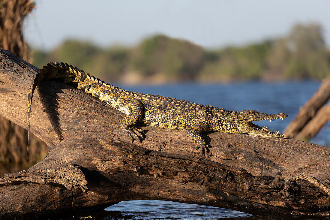 Nilkrokodil (Crocodylus niloticus), Chobe-Fluss, Botsuana, Afrika