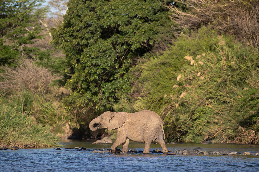 Afrikanischer Elefant (Loxodonta africana), Zimanga private game reserve, KwaZulu-Natal, Südafrika, Afrika