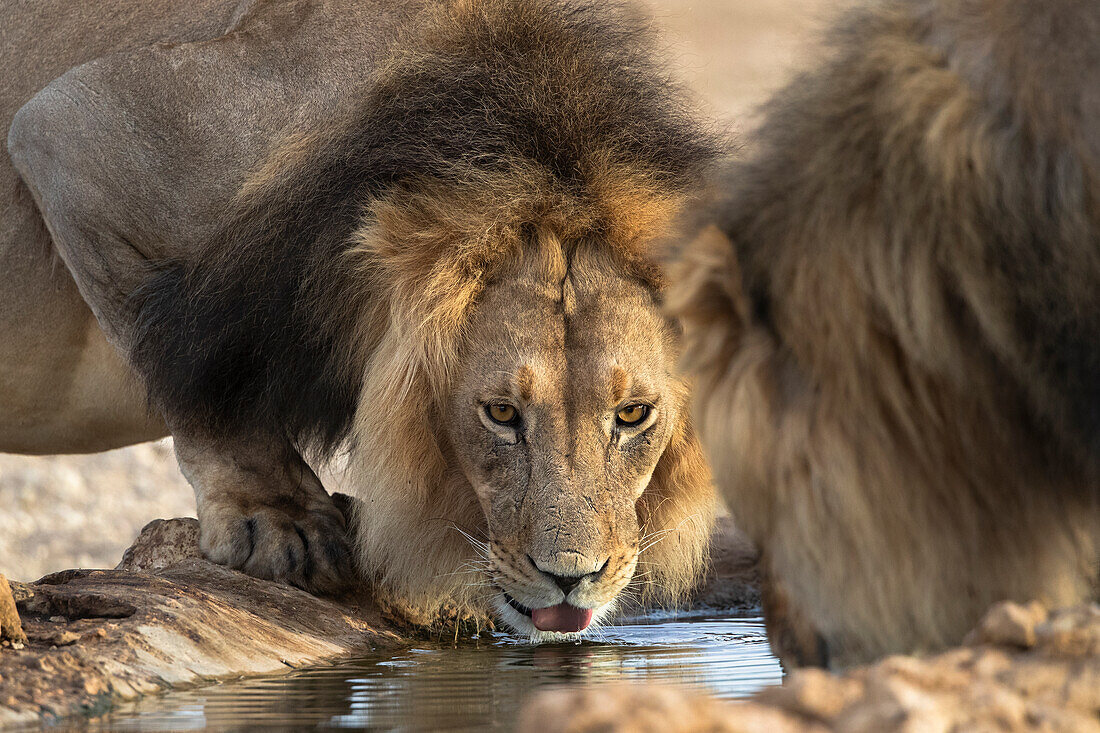 Löwe (Panthera leo) beim Trinken, Kgalagadi Transfrontier Park, Nordkap, Südafrika, Afrika