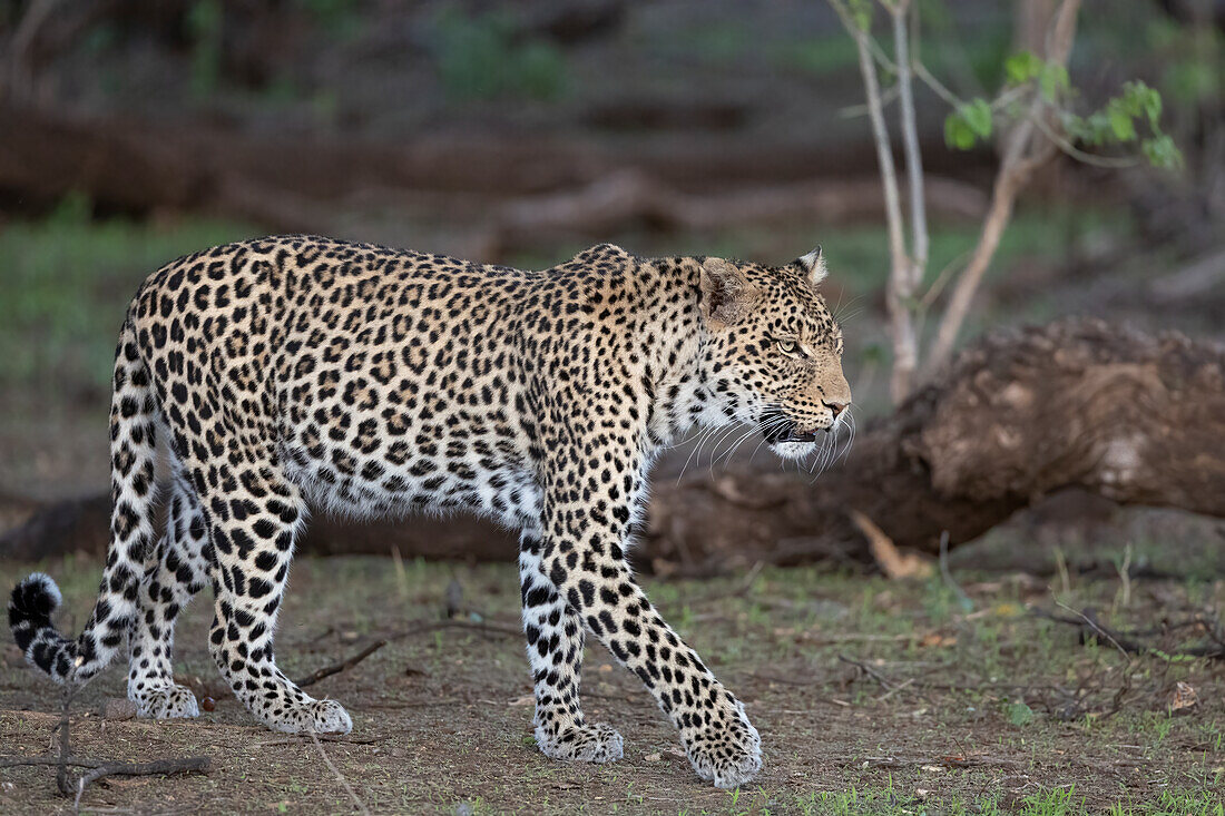 Leopard (Panthera pardus), Mashatu Game Reserve, Botswana, Africa