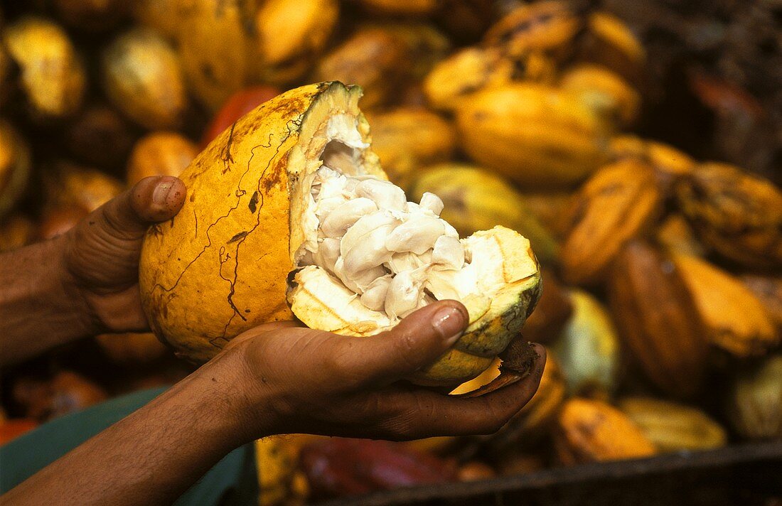 Hände halten geöffnete Kakaofrucht mit Kerndolde
