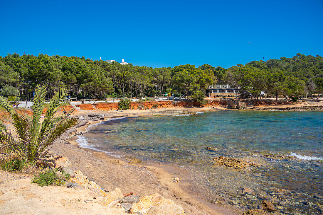 Blick auf Strand und Restaurant an der Cala Nieves, Santa Eularia des Riu, Ibiza, Balearen, Spanien, Mittelmeer, Europa