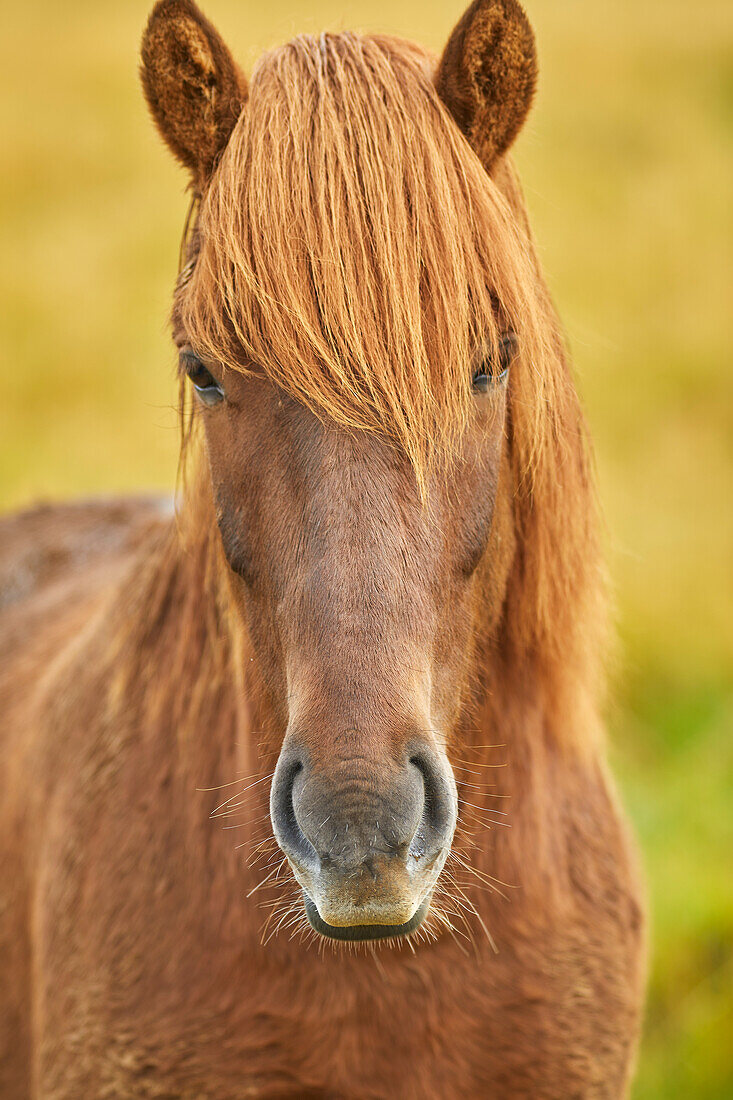 An Icelandic pony in countryside near the town of Stykkisholmur, Snaefellsnes peninsula, west coast of Iceland, Polar Regions