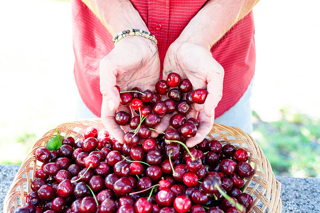 Hände eines Bauern zeigen frisch gepflückte Bio-Kirschen, Italien, Europa