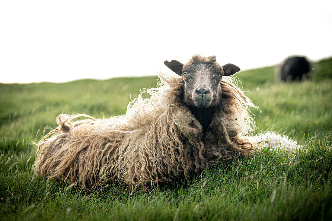 Nahaufnahme eines einzelnen Schafes im Gras, Färöer Inseln, Dänemark, Europa