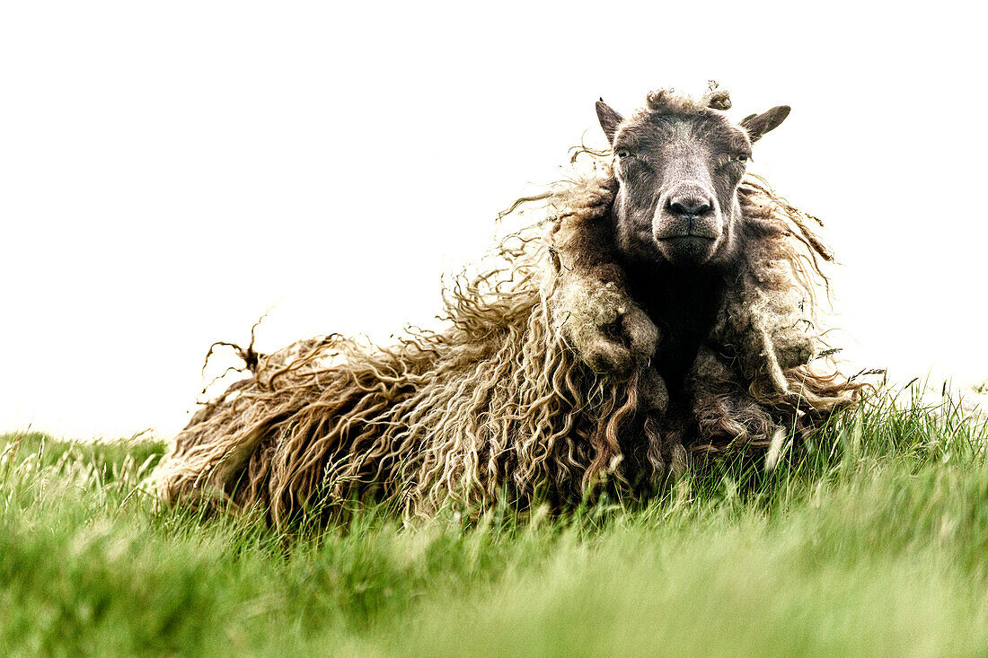 Portrait eines Schafes auf grüner Wiese, Färöer Inseln, Dänemark, Europa