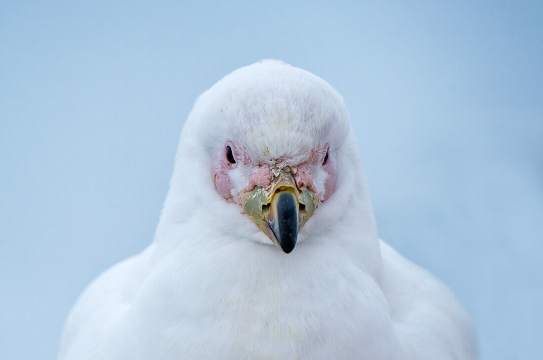 Nahaufnahme eines Scheidenschnabelvogels, Antarktis, Polargebiete