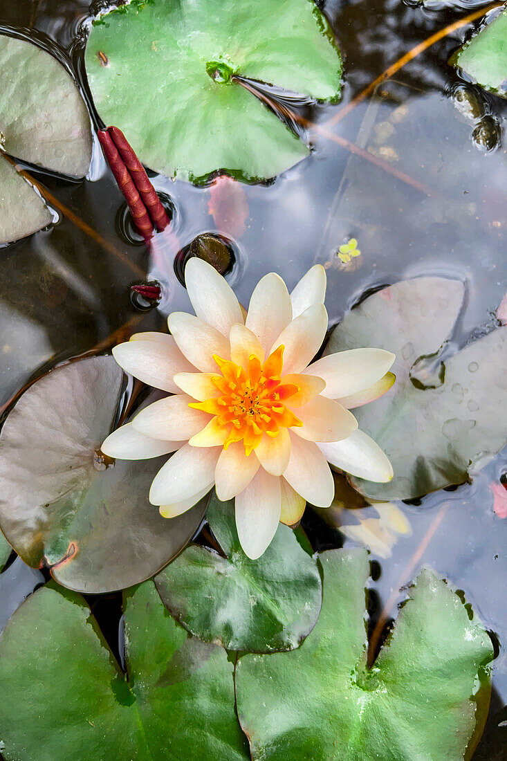 Seerose in einem Kübel