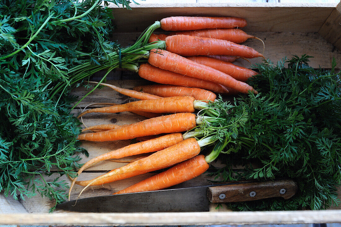 A bunch of organic carrots in a wooden box