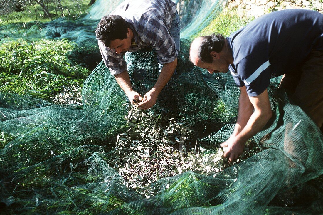 Olivenernte in Ligurien: Männer sammeln Oliven aus dem Netz
