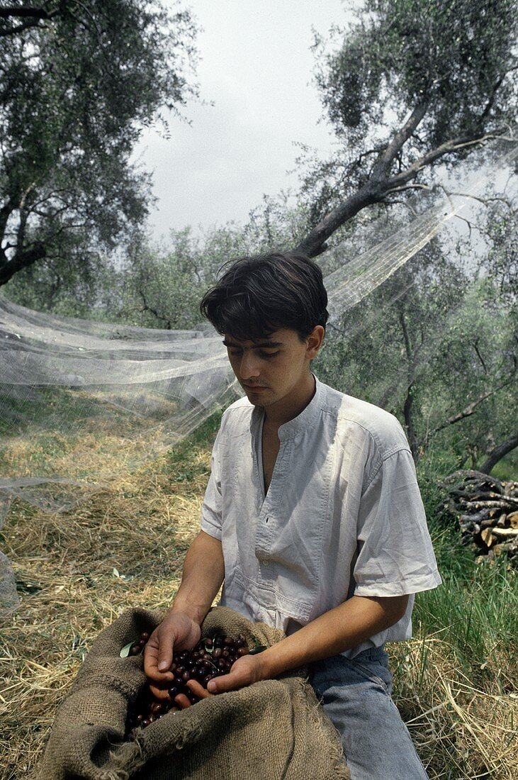 Olivenernte in Ligurien: Junger Mann mit einem Sack Oliven