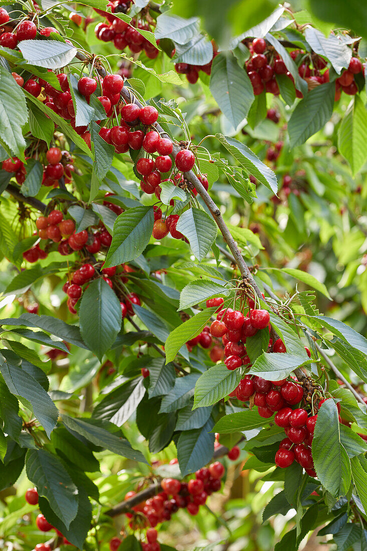 Sweet cherries on a branch