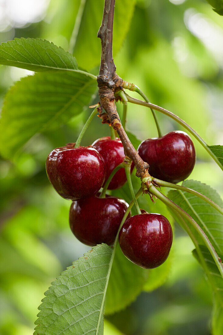 Sweet cherries on a branch