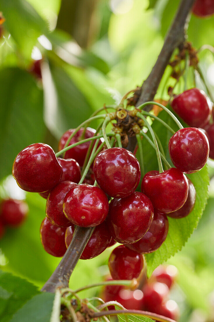 Sweet cherries on a branch